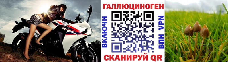 Псилоцибиновые грибы Psilocybe  Купить  Кузнецк 
